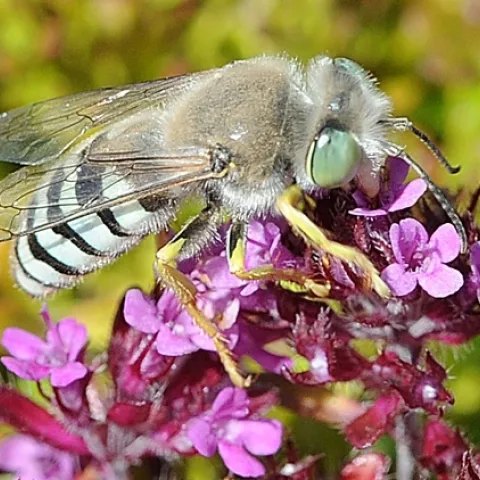 A sand wasp, Bembix americana, on red flowering thyme (Thymus serphyllum) at Fort Bragg. Entomologist Arnold Menke is an authority on wasps. (Photo by Kathy Keatley Garvey)