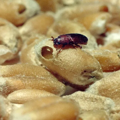 An red brown adult confused flour beetle on top of dried beans.