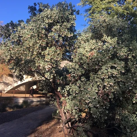 This manzanita plant at the UC Davis Arboretum and Public Garden, near Old Davis Road, is where UC Davis postdoctoral researcher Charlie Nicholson captured an image of the first bumble bee of the year. (Photo by Charlie Nicholson)