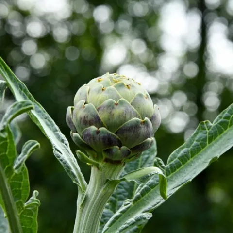 Artichoke. (shelley-pauls-unsplash)