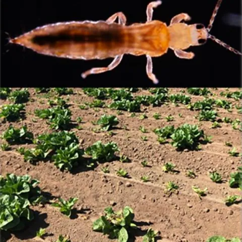 Thrips and a field of lettuce. (Image by Daniel Hasegawa)