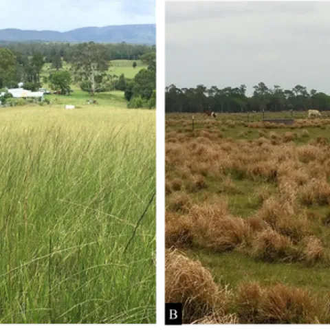 Figure 1. Giant smutgrass infestations in grazinglands located in Australia (A) and Florida (B).