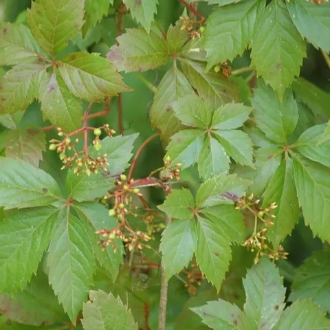 Virginia creeper with some flower buds. Photo credit Linnaeus~commons. CC-3.0