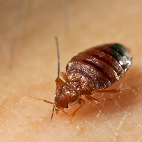 Close up image of adult bed bug.