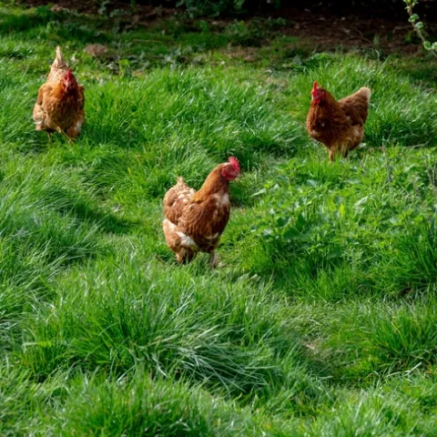 Chickens. (brett-jordan-unsplash)