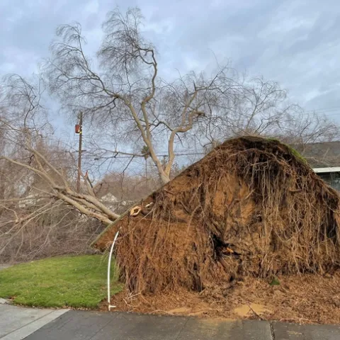Downed tree with exposed roots in front of residence.
