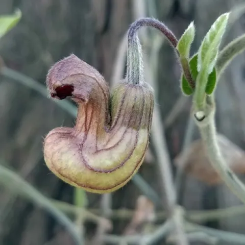 California Dutchman's Pipevine, J. Alosi