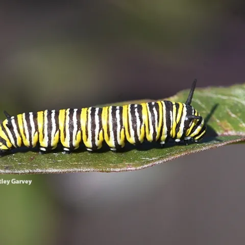 A monarch caterpillar on a milkweed leaf on Jan. 23 in Vacaville, Calif. (Photo by Kathy Keatley Garvey)