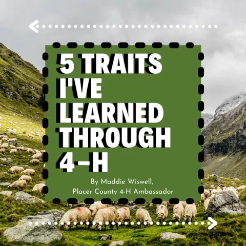 Ambassador blog post