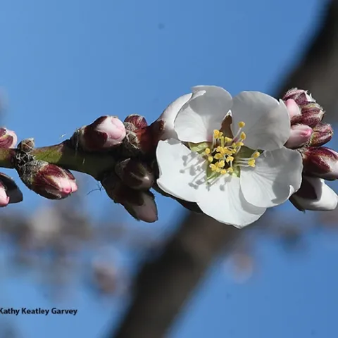 An almond blossom graces an area near the Benicia marina on Jan. 23, 2021. (Photo by Kathy Keatley Garvey)