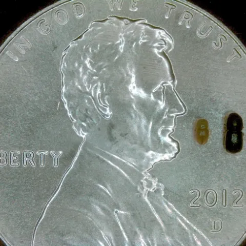 Photo of tiny beetle on a quarter coin to show relative size.