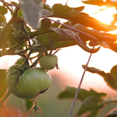 Photo: Chad Stembridge/Unsplash