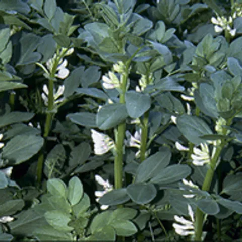 Fava beans are a great cover crop.