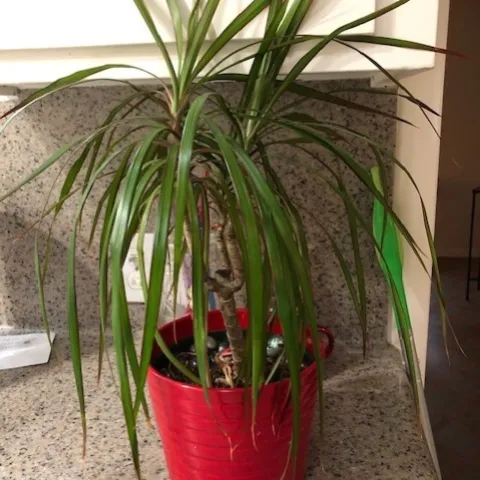 Dracaena or dragon tree houseplant. (A. Schellman)