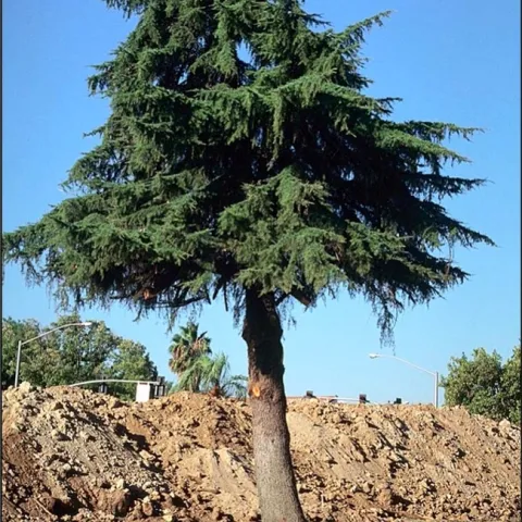 Healthy cedar tree being root pruned. (Ed Perry)