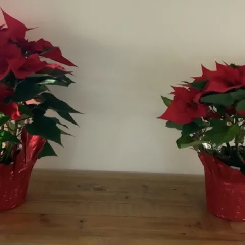 photo by Mary Gabbard