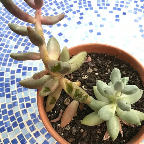 photos by Karen Metz