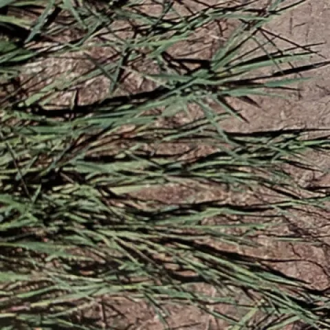 Creeping Bentgrass Growing