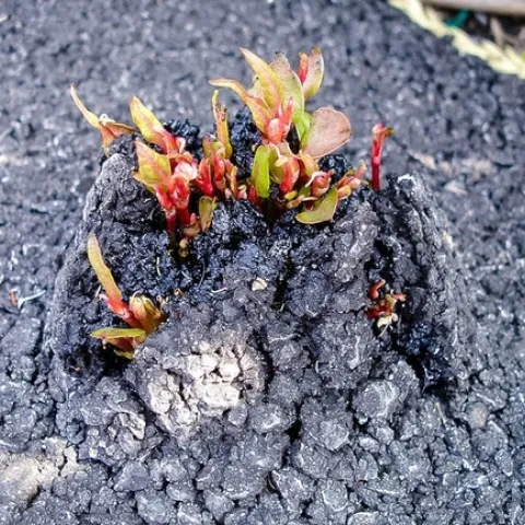 “If it’s growing close to your house, there’s a potential it could send its rhizomes and break through your foundation,” says Jatinder Aulakh, an assistant weed scientist at the Connecticut Agricultural Experiment Station. Photo from Japanese Knotweed Solutions, Ltd.
