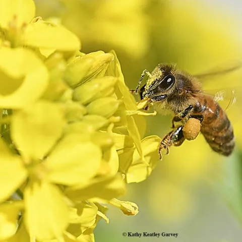 A honey bee loading up on mustard pollen. (Photo by Kathy Keatley Garvey)