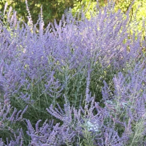 Russian sage in full bloom