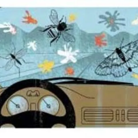 Remember bugs on the windscreen? (imway2fat.wordpress.com)