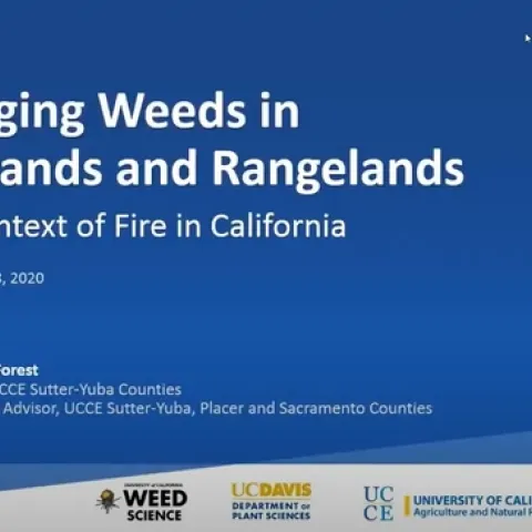 Managing Weeds in Grasslands and Rangelands in the Context of Fire in CA