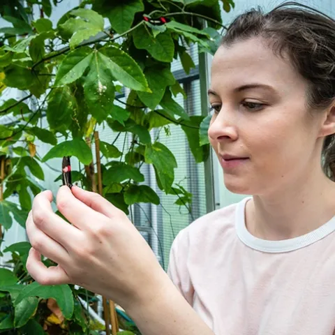 Kathy Darragh with a Heliconius butterfly in the Madingley insectary at the University of Cambridge, England, where she received her doctorate. (Photo by Tom Almeroth-Williams)