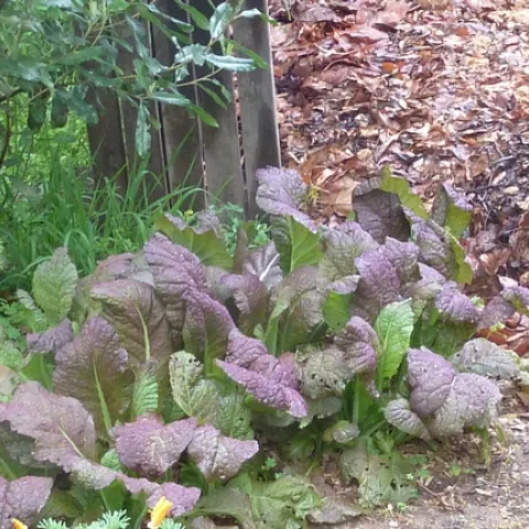 P1090355 Purple mustards by compost