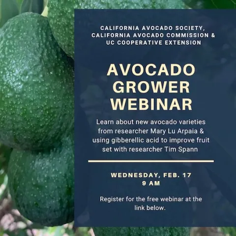 avo webinar