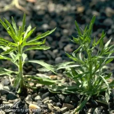 horseweed