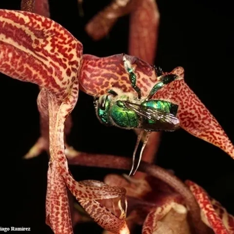 An orchid bee, easily distinguished by its brilliant coloration. (Photo by Santiago Ramirez)