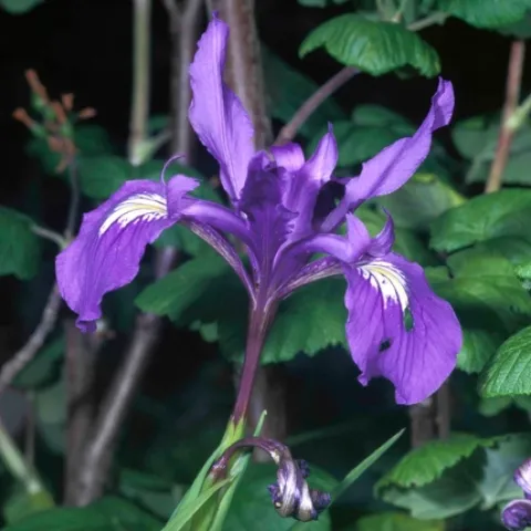 Douglas iris, Copyright UC Regents, Joseph DiTommaso