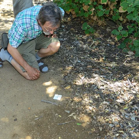 Professor Phil Ward looks for ants at the UC Davis Department of Entomology and Nematology's bee garden, the Häagen-Dazs Honey Bee Haven. (Photo by Kathy Keatley Garvey)