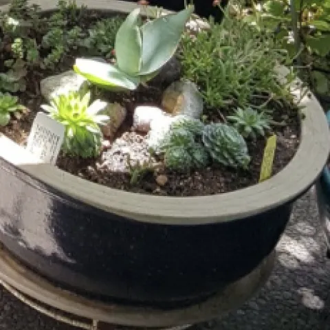 Aloe in center of pot.