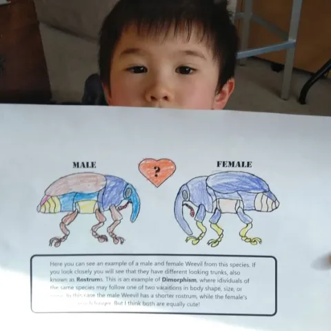Six-year-old Toco Yang of Davis shows a page he colored from the Plant-Insect Interactions Coloring Book, the work of a team from the Santiago Ramirez lab, UC Davis Department of Evolution and Ecology.