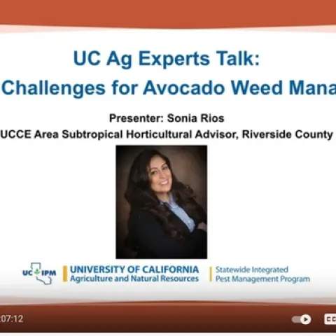 Current Challenges for Avocado Weed Management talk by Sonia Rios
