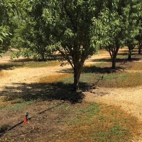 This “wetted area” photo illustrates the need to consider next season’s weed management program goals and options. Depending on weed pressure and previous management tactics used in the orchard, fall- and winter-germinating weeds can start to show up after nut harvest with post-harvest irrigation (as in this photo) or with early fall rains. (Brad Hanson/UC Davis)