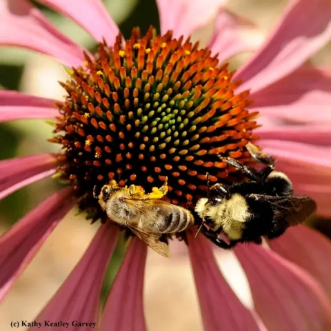A honey bee and yellow-faced bumble bee, Bombus vosnesenskii, sharing a purple coneflower. Christine Casey will speak on bees from 12:15 to 12:45, Tuesday, Feb. 23.(Photo by Kathy Keatley Garvey)