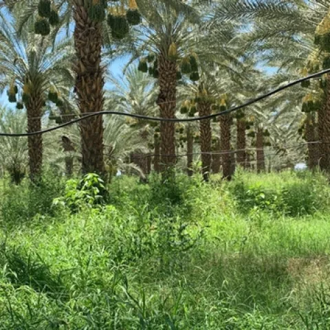 New research gives California date growers the data they need to apply a more precise amount of irrigation water to meet the trees' needs to produce a healthy crop. Photo by Ali Montazar.