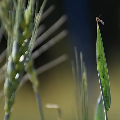 Postdoctoral scholar Jessica Kansman of Pennsylvania State University will speak on "To Be an Aphid in a Cruel World" at the Feb. 24th seminar hosted by the UC Davis Department of Entomology and Nematology. This image shows a winged aphid. (Courtesy of Jessica Kansman)