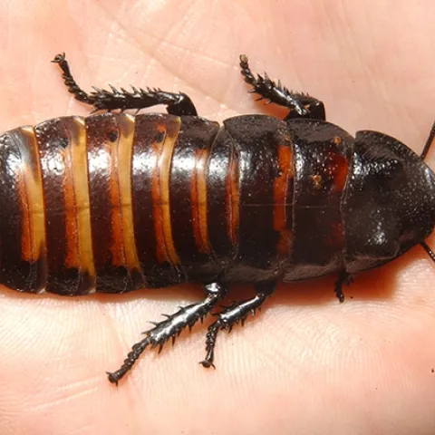 A Madagascar hissing cockroach from the Bohart Museum of Entomology, UC Davis. This is similar to what Bruce Hammock was rearing for a research project. (Photo by Kathy Keatley Garvey)