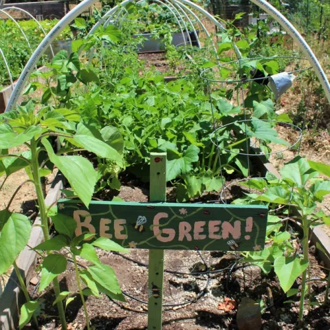 Hope and plants grow in the Paradise Community Gardens after the Camp Fire