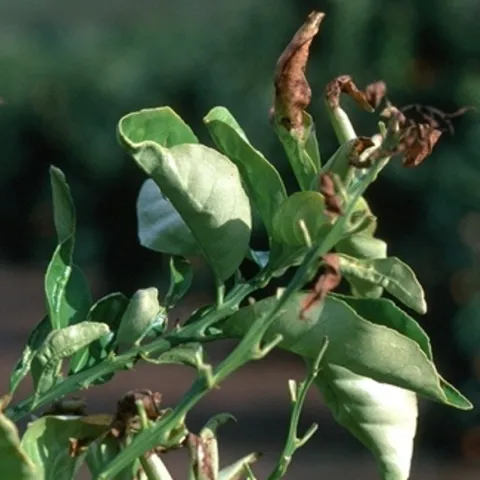 Protect sensitive plants from cold injury when frost is predicted. Photo: Courtesy UC Regents