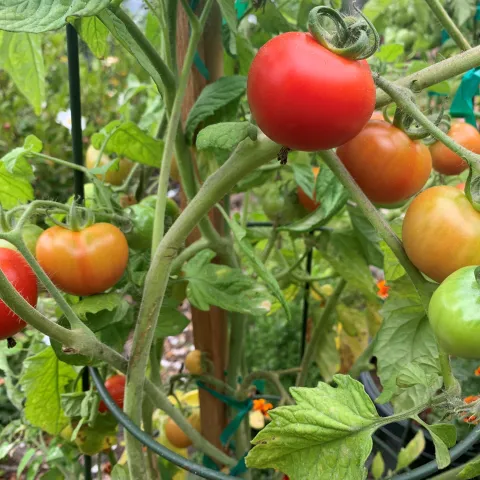 Tomatoes are a naturally vining plant. Stakes give support and cages minimize contact with soil and allow sun to ripen fruit. Photo: David S. Walker