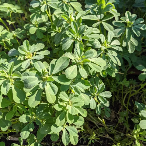 Fenugreek by Sushma Pandey