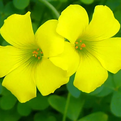 Oxalis pes-carpe, Bermuda buttercup or Cape sorrel. Photo: Wikimedia Commons