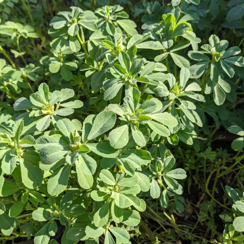 Fenugreek by Sushma Pandey