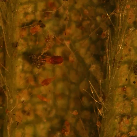 Closer view. Carmine mite among large infestation of twospotted spider mites. Note late stage twospotted mite nymph at upper left.