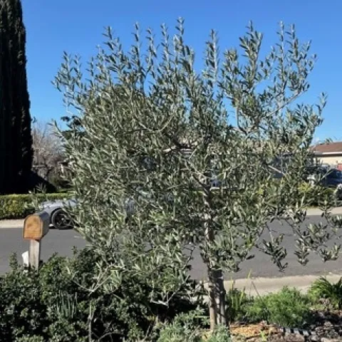 photo by Tina Saravia